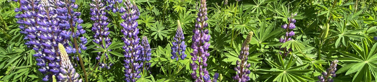 Bestånd med Blomsterlupiner