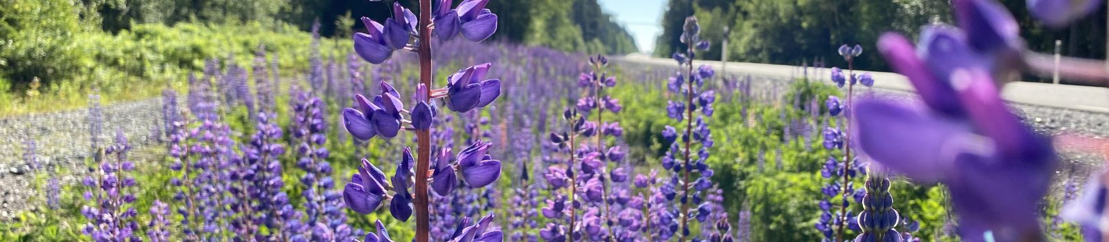 Blomsterlupin vid väg