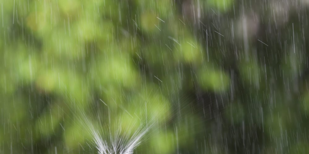 Regn mot grön bakgrund